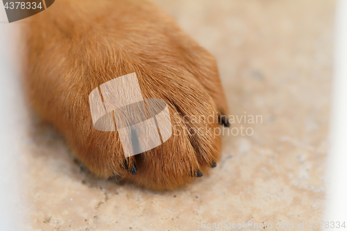 Image of German shepherd dog detail