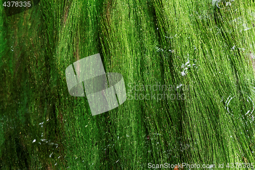 Image of Algae in a mountain stream