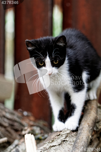 Image of Black and wihte cat