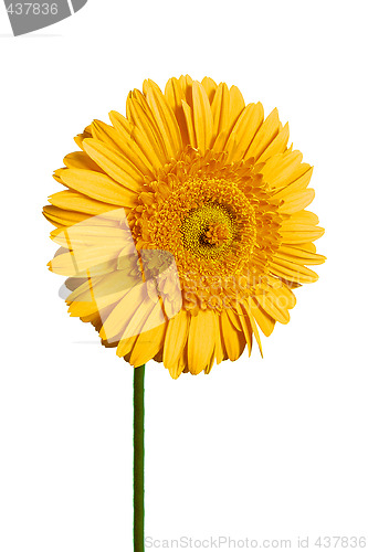 Image of yellow gerbera