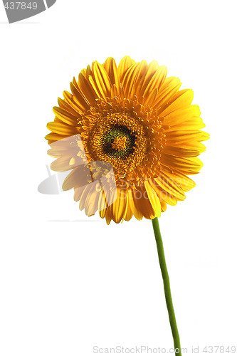 Image of yellow gerbera