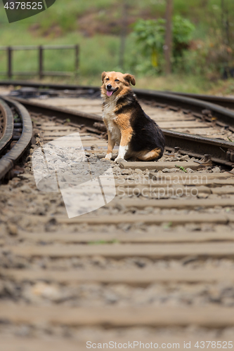 Image of Lonley stray dog sittingon the railroad tracks.