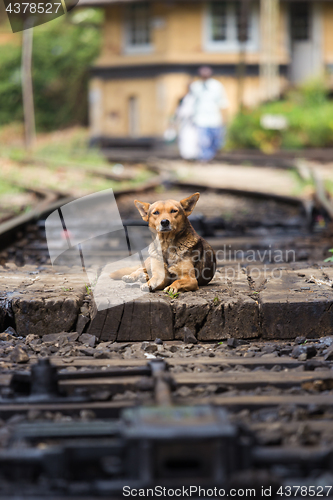 Image of Lonley stray dog lying the railroad tracks.