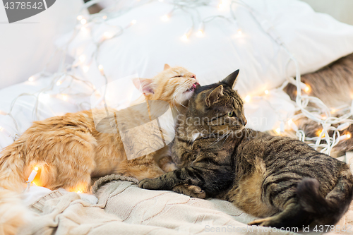 Image of two cats lying in bed with garland at home