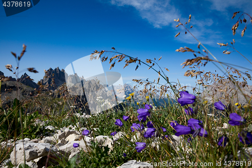 Image of Abstract background of Alpine flowers.