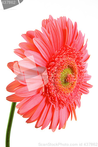 Image of gerbera