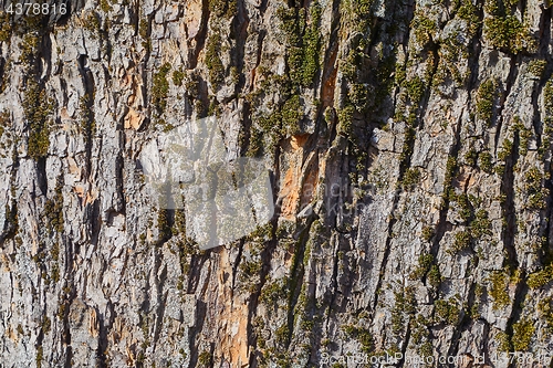 Image of Tree Trunk Closeup