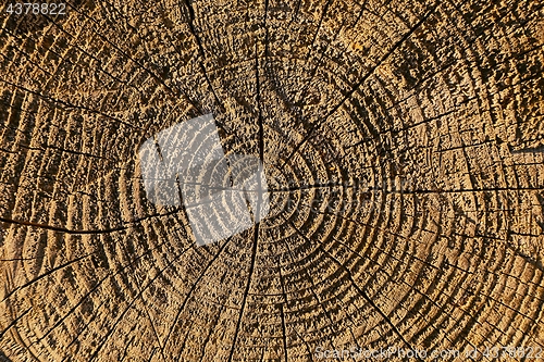 Image of Tree trunk texture