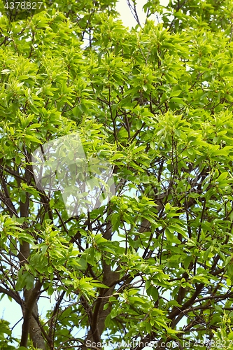 Image of Spring Green Leaves