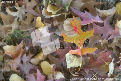 Image of autumn leaf