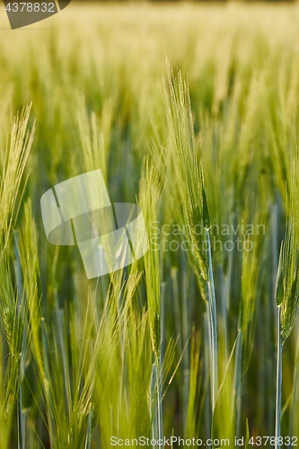 Image of Wheat field closeup