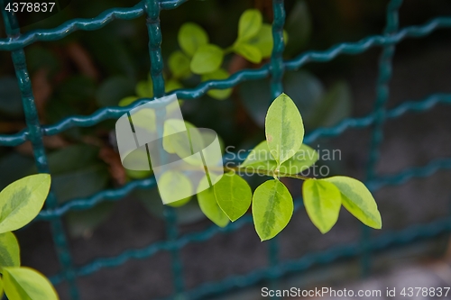 Image of Green Leaves Growing