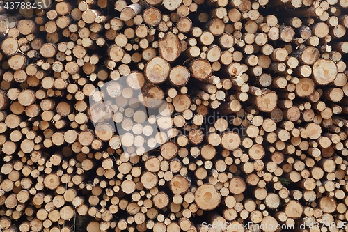 Image of Log wood pile