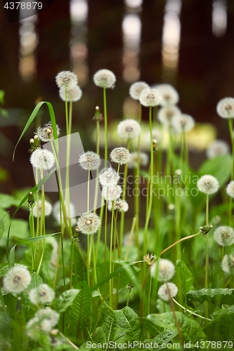 Image of Dandelions on a meadow