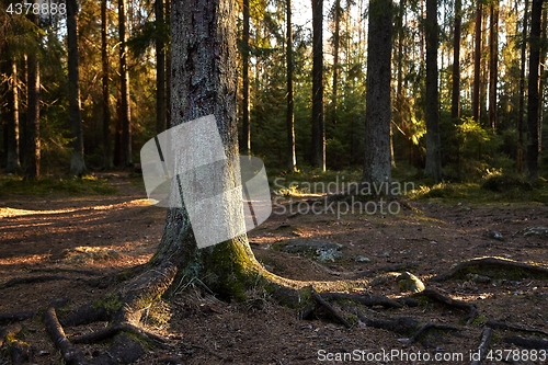 Image of Forest of Pines