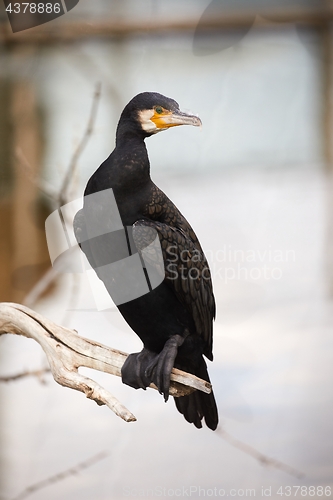 Image of Cormorants on bare tree