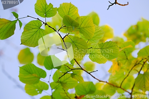 Image of Fresh Spring Leaves