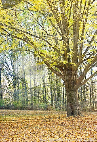 Image of autumn tree