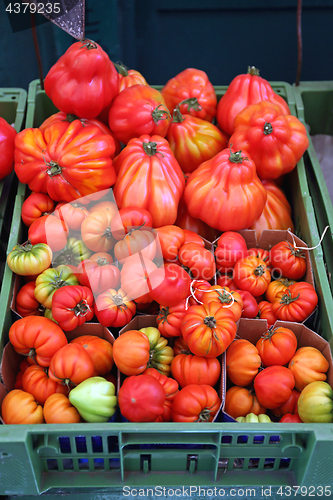 Image of Tomato in Crate
