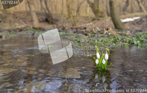 Image of Snowdrops reflection in the water