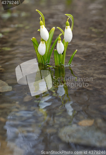 Image of Snowdrops reflection in the water