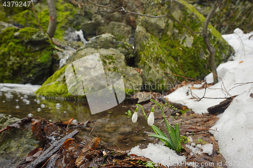 Image of Snowdrops in forest