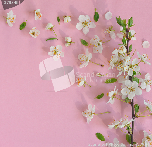 Image of Spring flowers on pink background