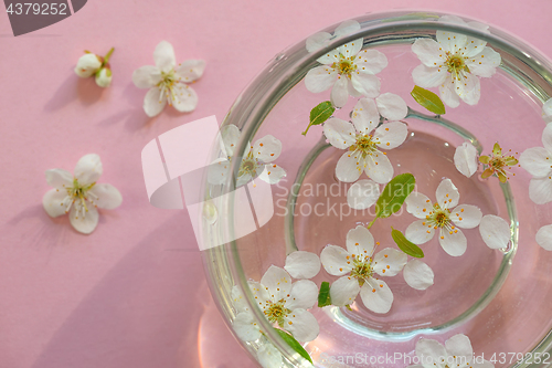 Image of flowers in bowl of water