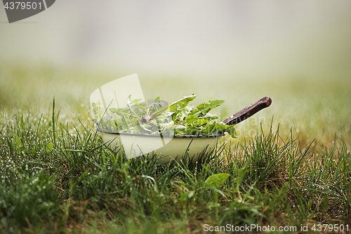 Image of Dandelion salad