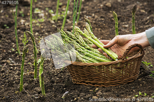 Image of Asparagus