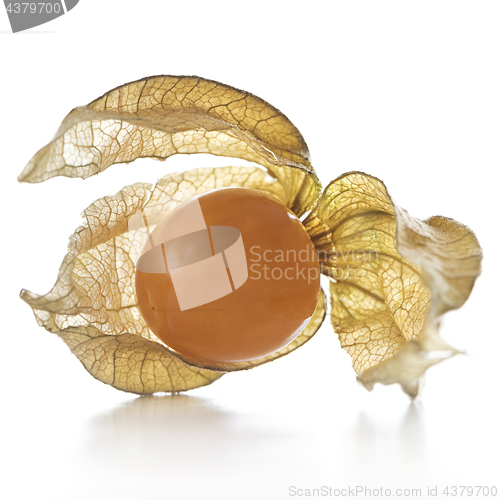 Image of Physalis, fruit with papery husk