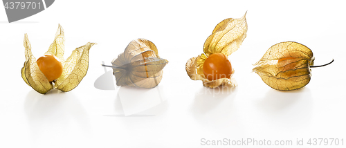 Image of Physalis, fruits with papery husk