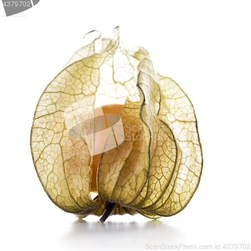 Image of Physalis, fruit with papery husk