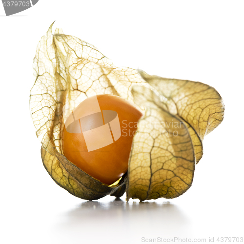 Image of Physalis, fruit with papery husk