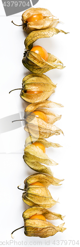Image of Physalis, fruits with papery husk