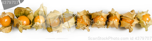 Image of Physalis, fruits with papery husk