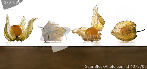 Image of Physalis, fruits with papery husk