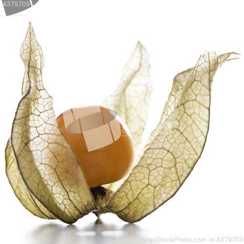 Image of Physalis, fruit with papery husk