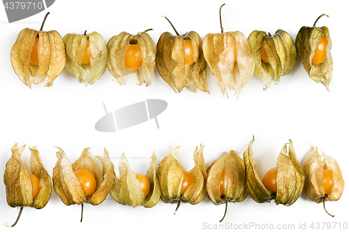 Image of Physalis, fruits with papery husk