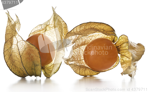 Image of Physalis, fruits with papery husk