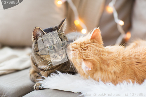 Image of two cats lying on sofa with sheepskin at home