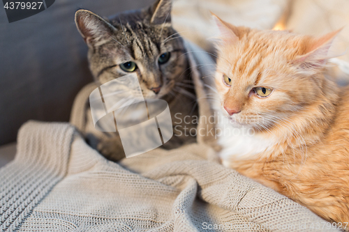 Image of two cats lying with blanket at home