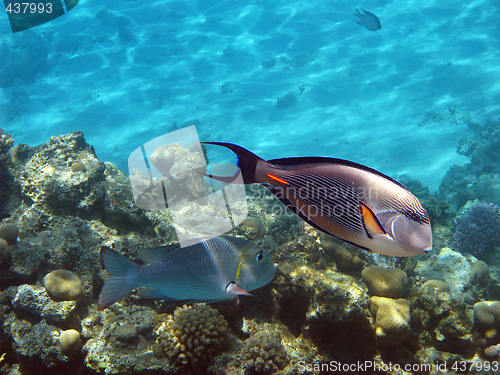 Image of Sohal surgeonfish