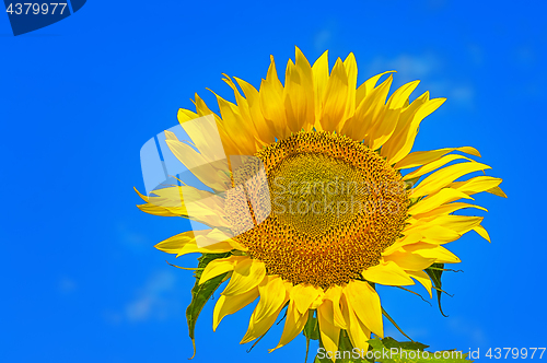 Image of Closeup of flower sunflower