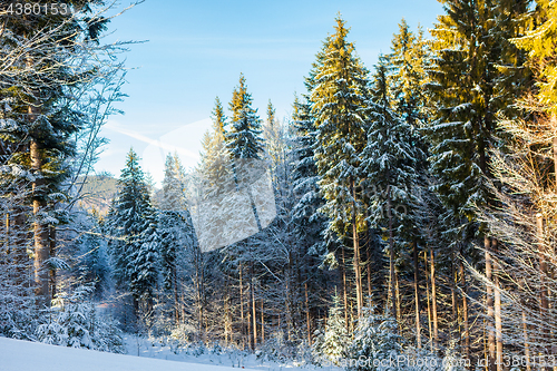 Image of View of beautiful snowy mountains, forests