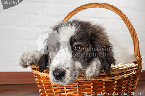 Image of Charming little puppy sitting in the basket