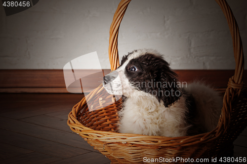 Image of Charming little puppy sitting in the basket