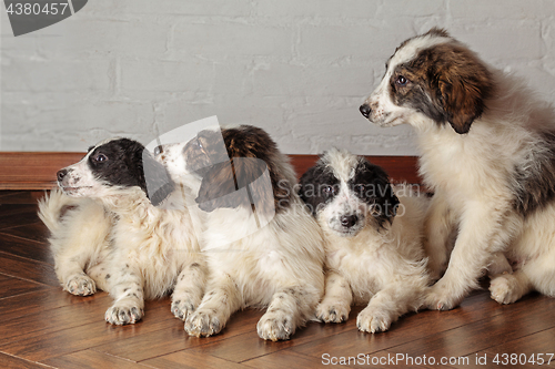 Image of Group of sibling puppies