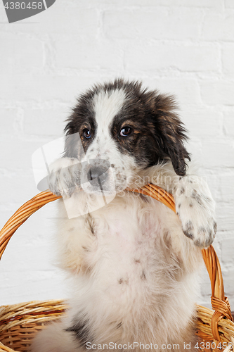 Image of Charming little puppy sitting in the basket