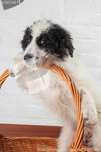 Image of Charming little puppy sitting in the basket